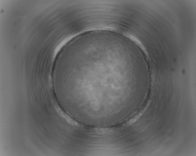 X0000077360928200611101635