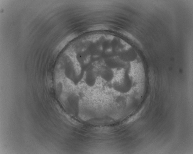 X0000077360929200611101635