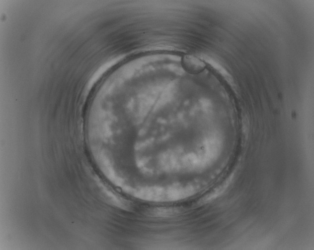 X0000077360933200611101635