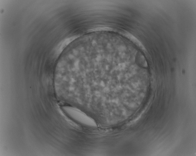 X0000077360937200611101635