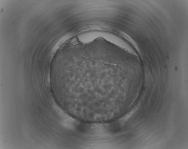 X0000077360938200611101635