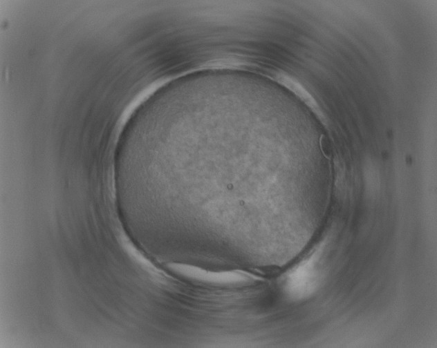 X0000077360939200611101635