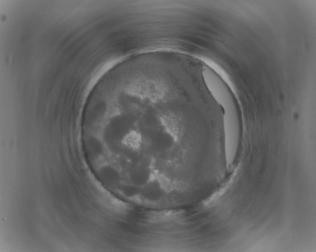 X0000077360949200611101636