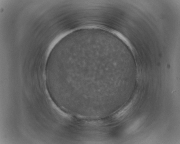 X0000077360951200611101636