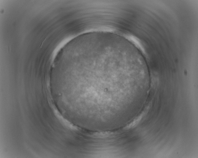 X0000077360952200611101636