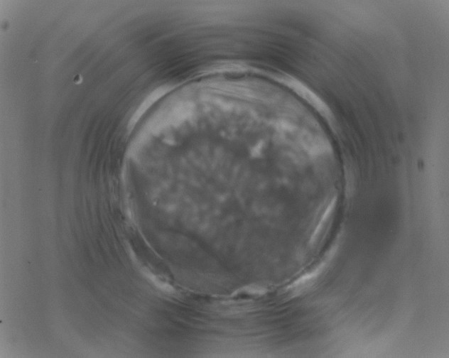 X0000077360953200611101636