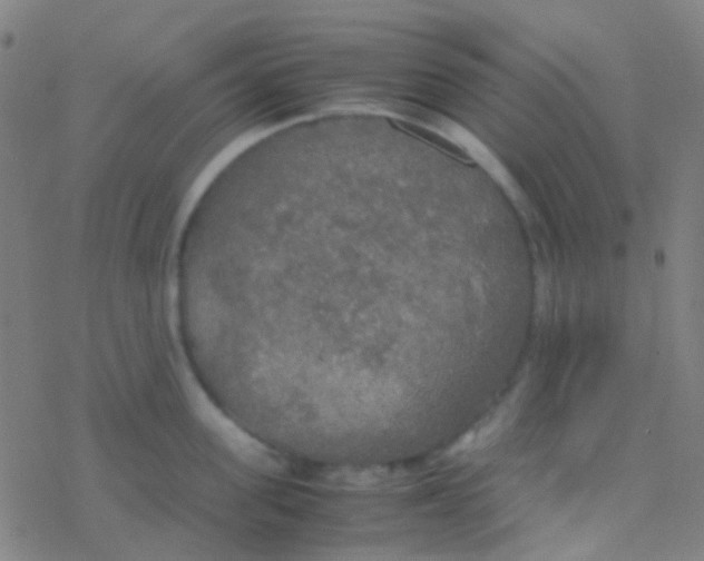 X0000077360955200611101636