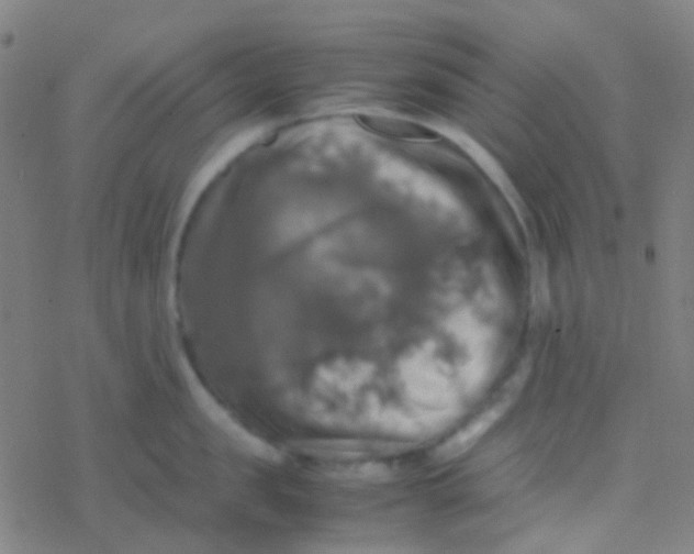 X0000077360957200611101636