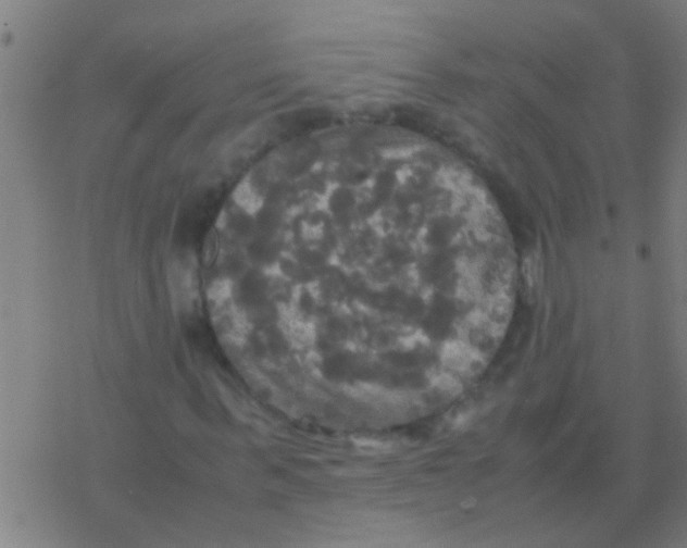 X0000077360963200611101635