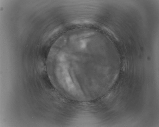 X0000077360966200611101635