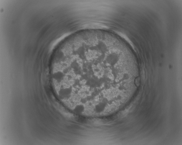 X0000077360971200611101635