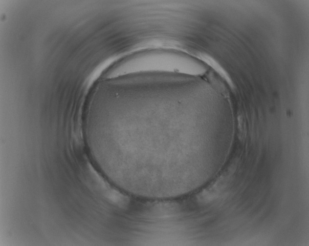 X0000077360972200611101635