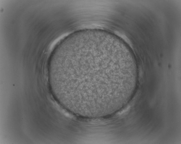 X0000077360979200611101635