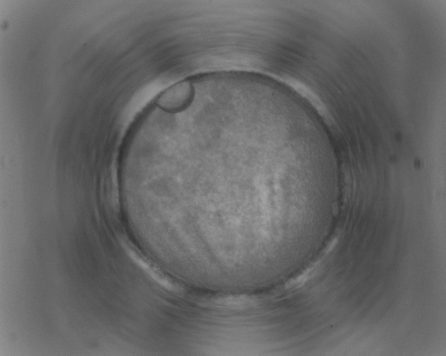 X0000077360982200611101635