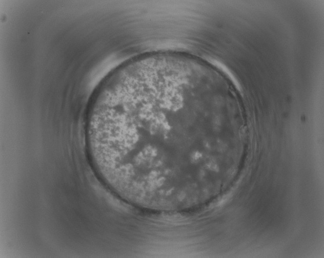 X0000077360983200611101635