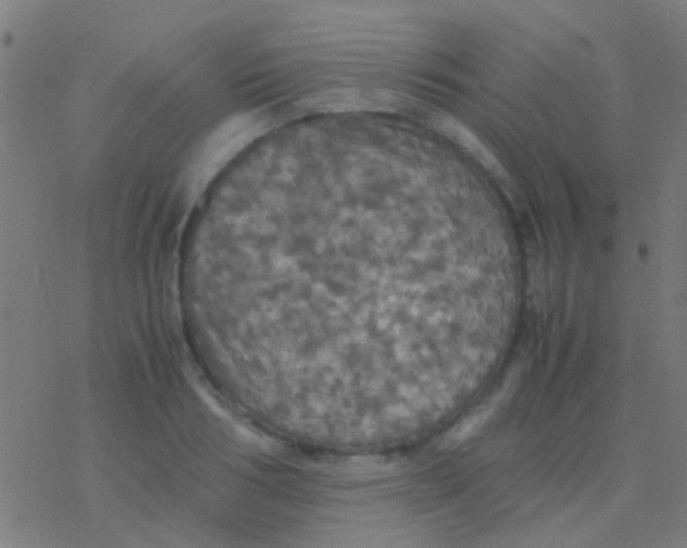 X0000077360986200611101635