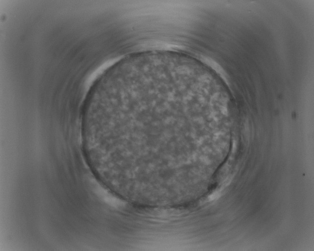 X0000077360987200611101635