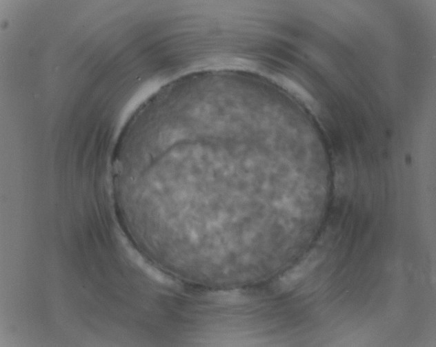 X0000077360990200611101635