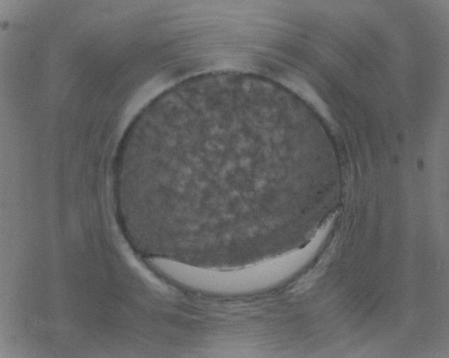 X0000077360991200611101634