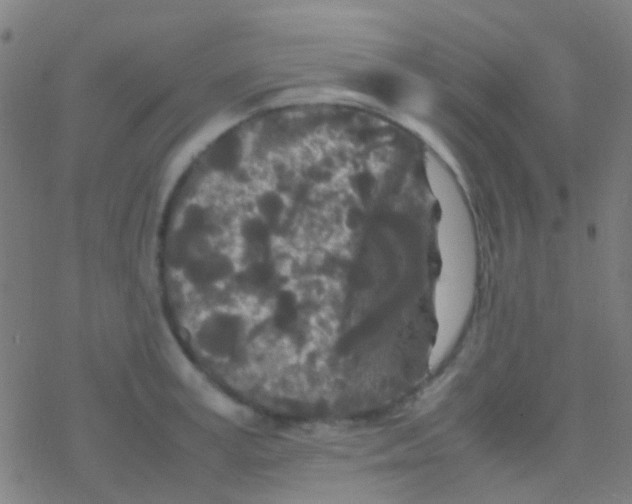 X0000077360995200611101634