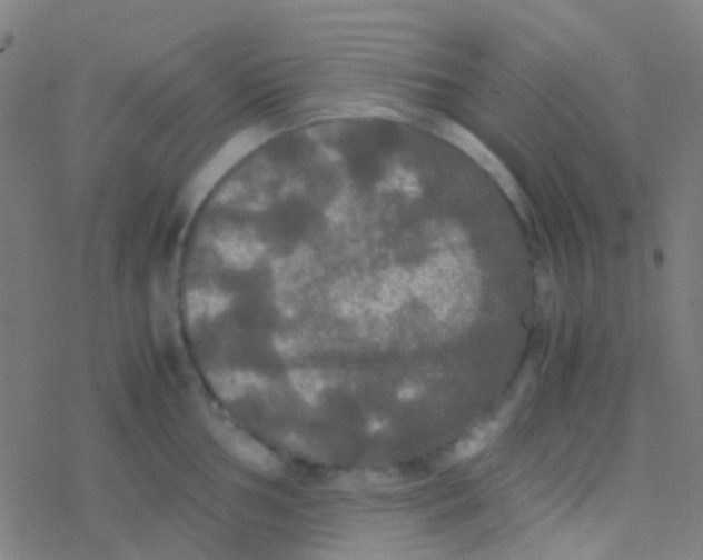 X0000077361002200611101634