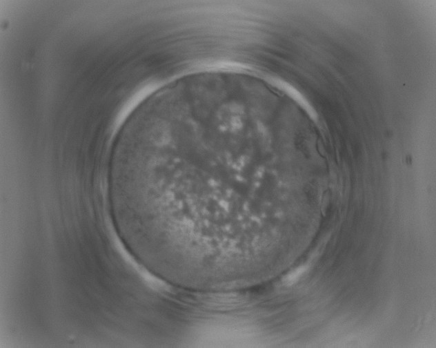 X0000077361007200611101634