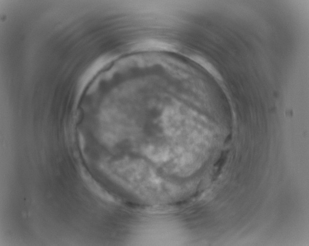 X0000077361008200611101634