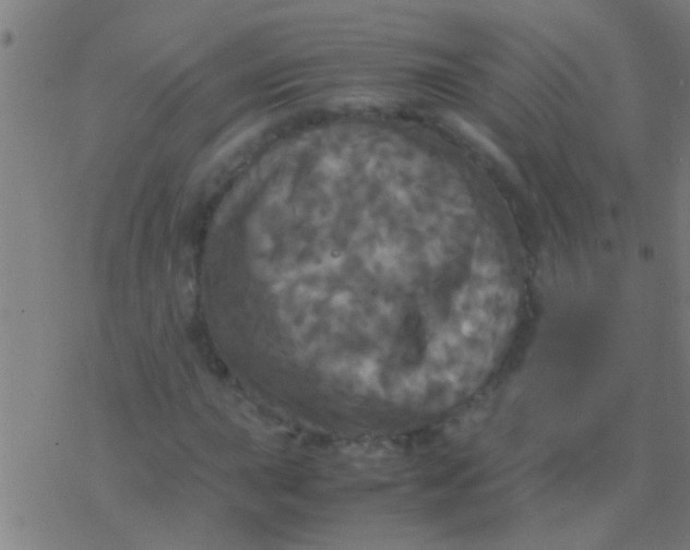 X0000077361015200611101634