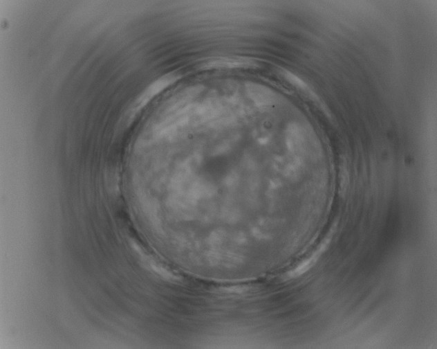 X0000077361017200611101634