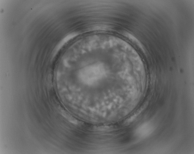 X0000077361019200611101634