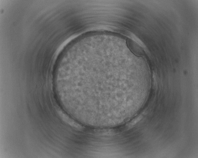 X0000077361020200611101634