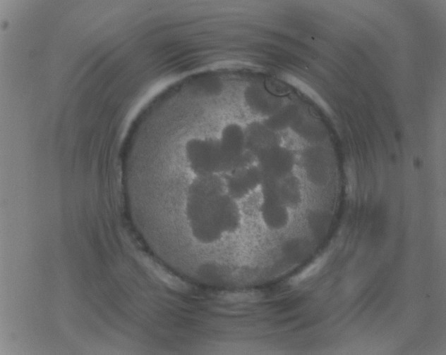 X0000077361021200611101634