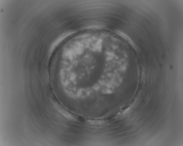 X0000077361027200611101634