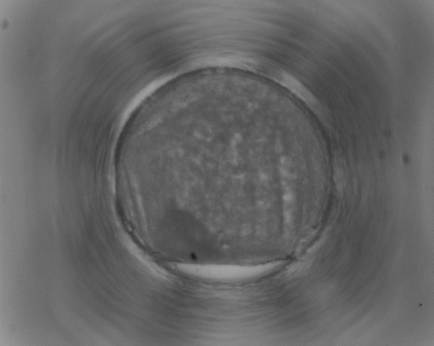 X0000077361028200611101634