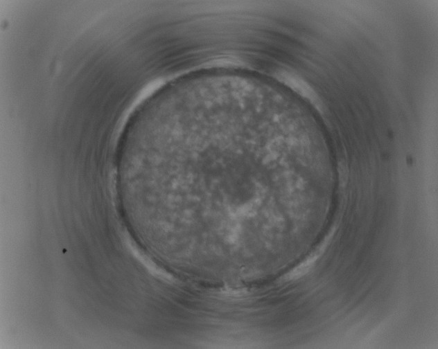 X0000077361029200611101634