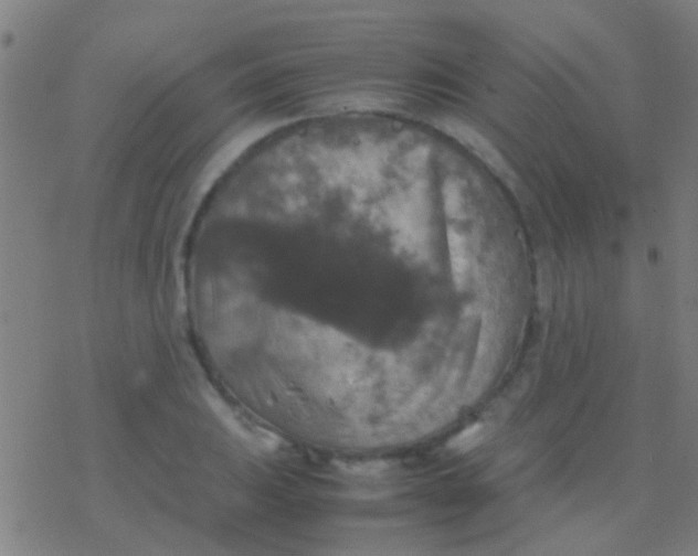 X0000077361031200611101634