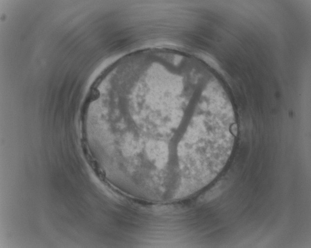 X0000077361032200611101634