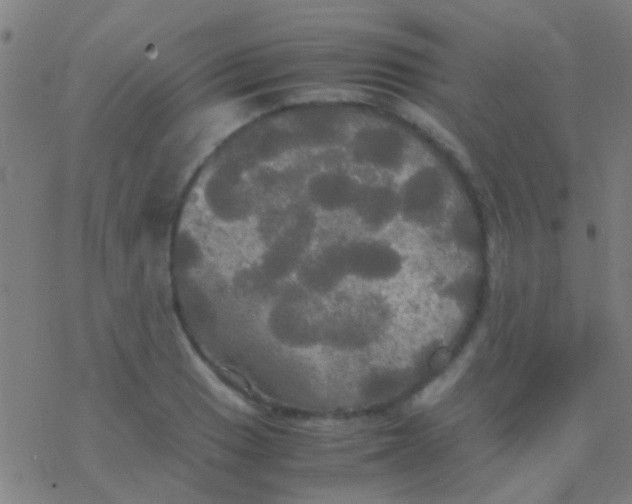 X0000077361033200611101634