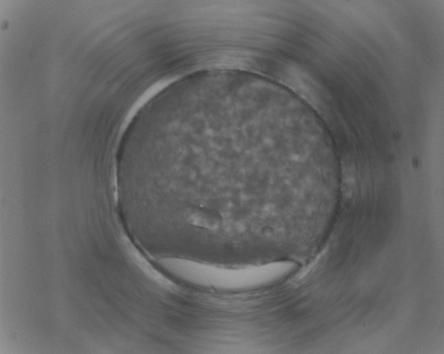 X0000077361036200611101634