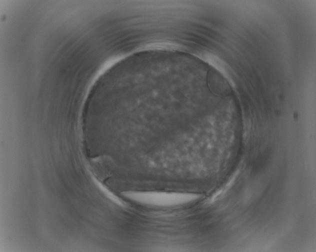 X0000077361037200611101634