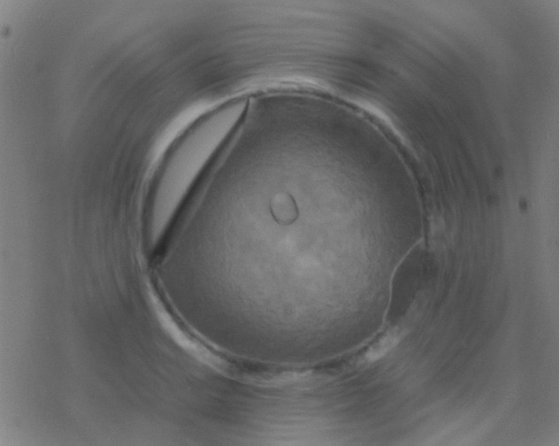 X0000077361038200611101634