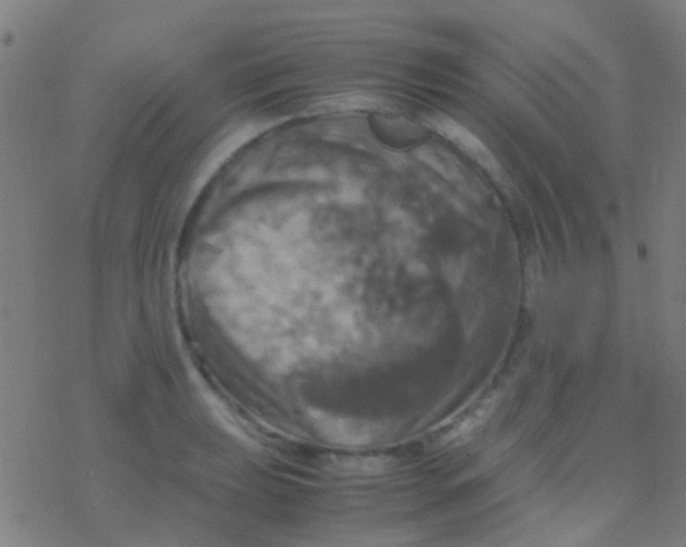 X0000077361039200611101634