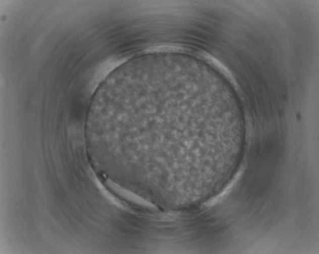 X0000077361041200611101634