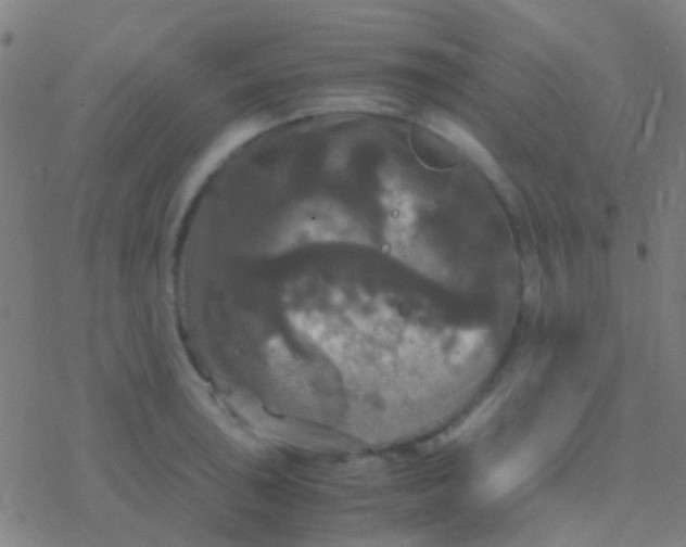 X0000077361043200611101634