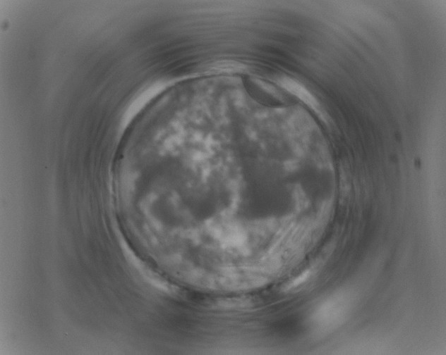 X0000077361047200611101634