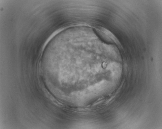 X0000077361052200611101634