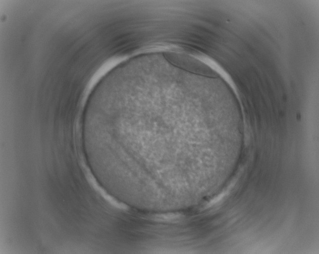 X0000077361053200611101634