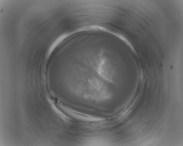 X0000077361054200611101634