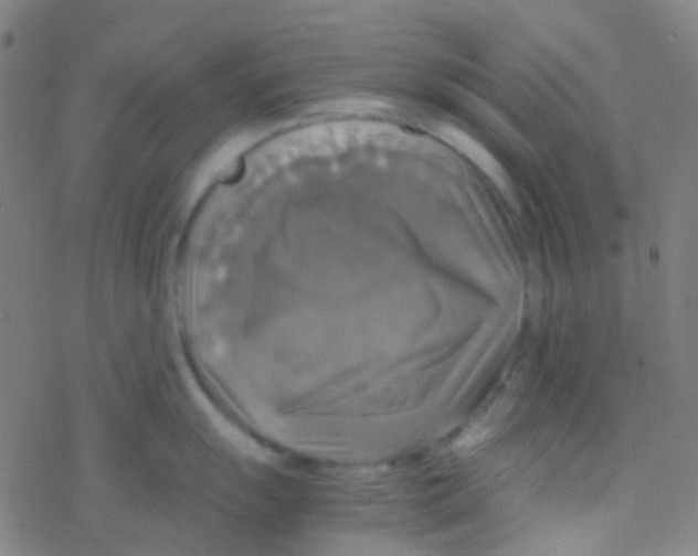 X0000077361055200611101634