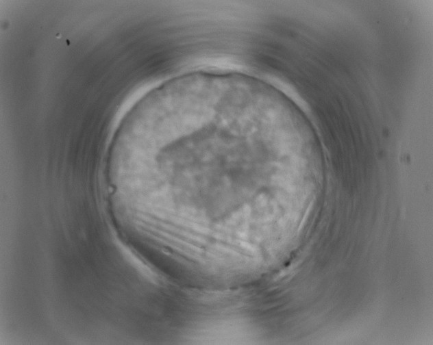 X0000077361056200611101634